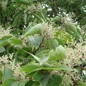 Poliothyrsis sinensis fleur
